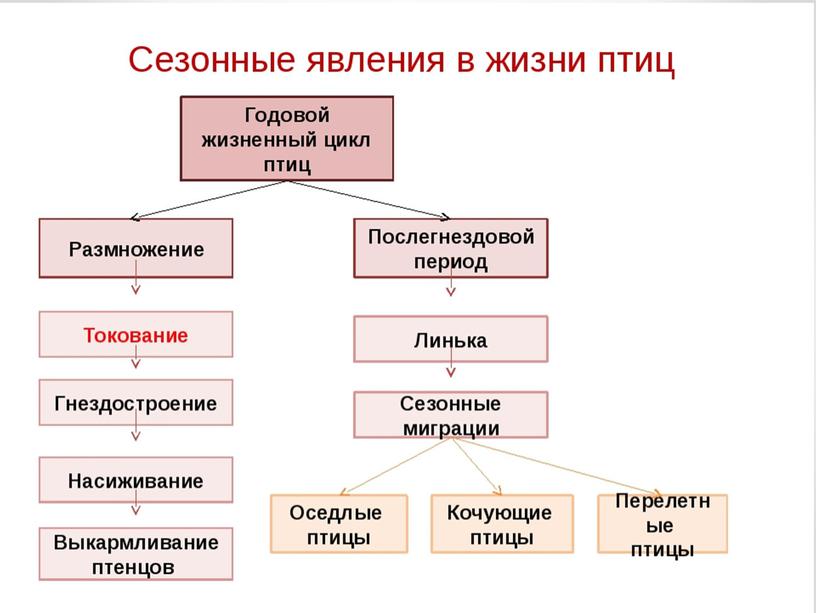 Экология птиц Оседлые птицы остаются в тех местах, где проходило их размножение, а если и меняют места обитания, то улетают не далее чем за несколько…