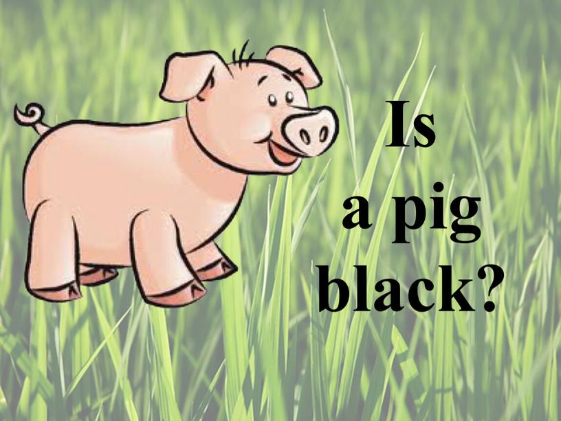 Is a pig black?