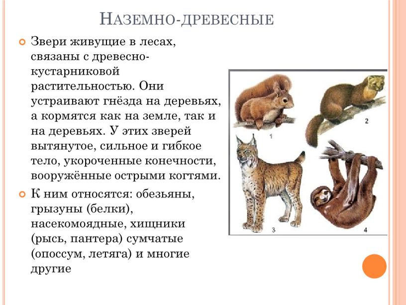 Наземно-древесные Звери живущие в лесах, связаны с древесно-кустарниковой растительностью