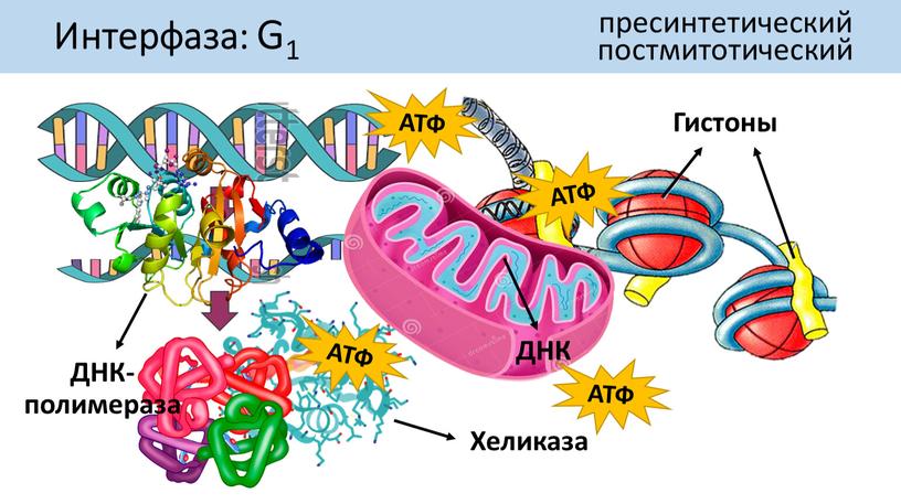 Интерфаза: G1 пресинтетический постмитотический