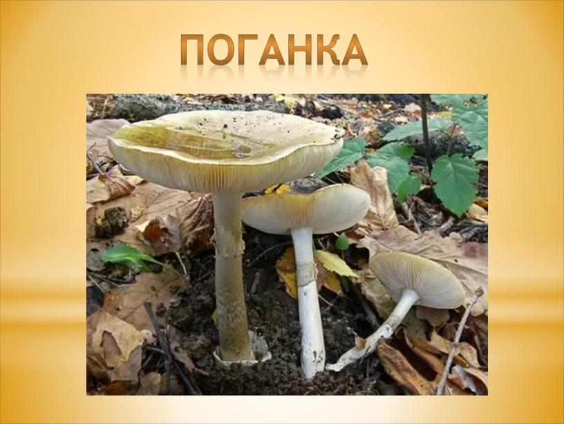 поганка