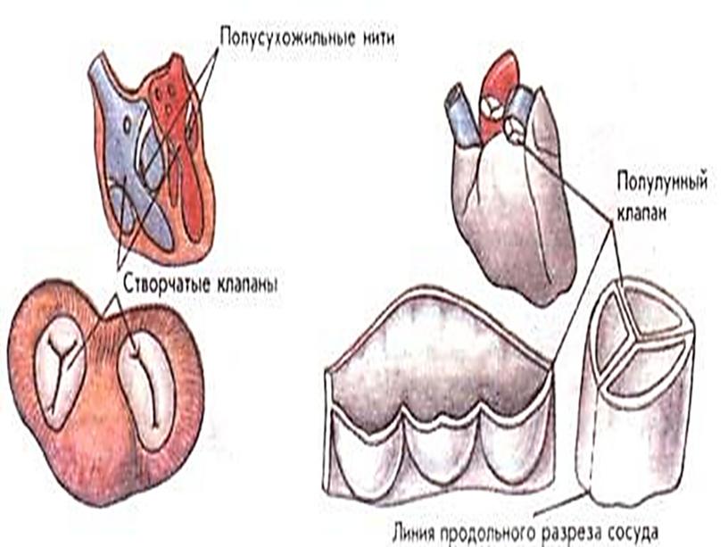 Ангиология (учение о сосудах)