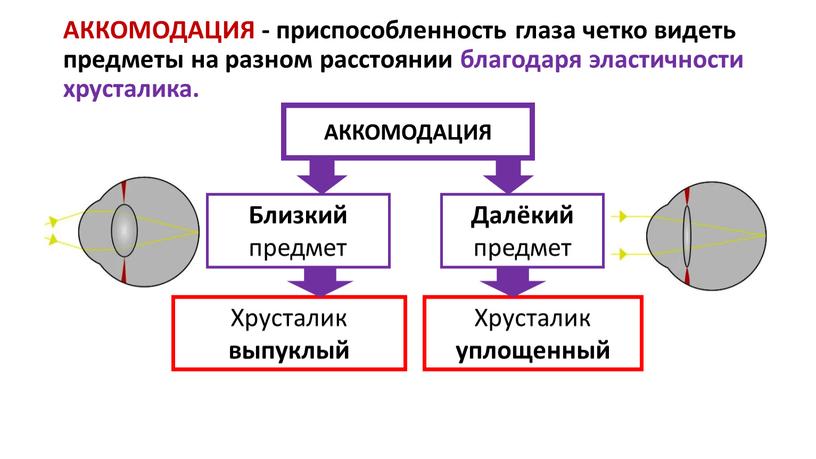 АККОМОДАЦИЯ - приспособленность глаза четко видеть предметы на разном расстоянии благодаря эластичности хрусталика