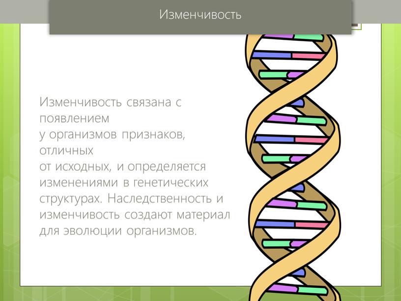 Изменчивость Изменчивость связана с появлением у организмов признаков, отличных от исходных, и определяется изменениями в генетических структурах