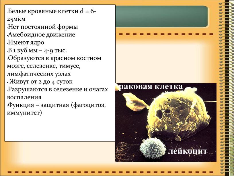 Белые кровяные клетки d = 6-25мкм