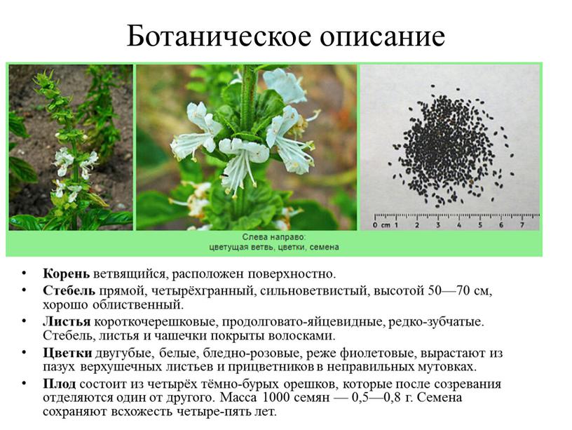 Ботаническое описание Корень ветвящийся, расположен поверхностно