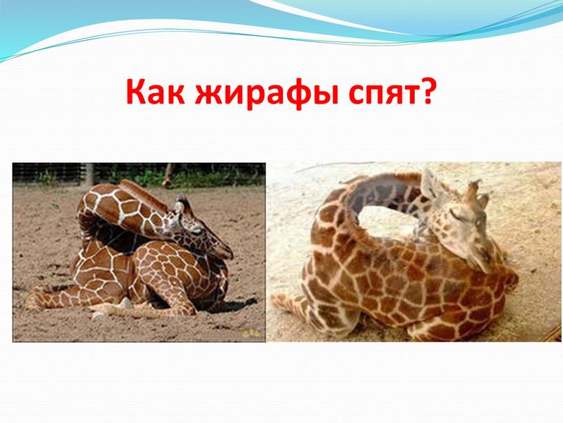 Как жирафы спят?