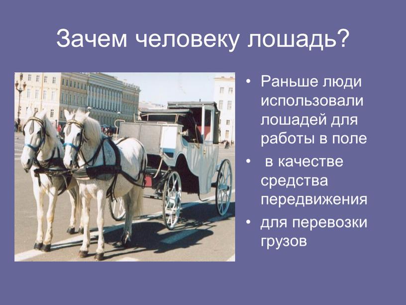 Зачем человеку лошадь? Раньше люди использовали лошадей для работы в поле в качестве средства передвижения для перевозки грузов