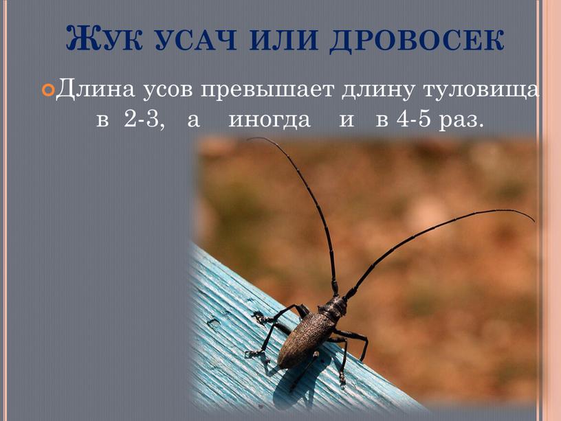 Жук усач или дровосек Длина усов превышает длину туловища в 2-3, а иногда и в 4-5 раз