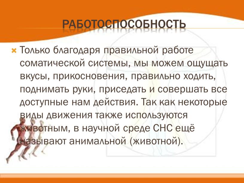 Только благодаря правильной работе соматической системы, мы можем ощущать вкусы, прикосновения, правильно ходить, поднимать руки, приседать и совершать все доступные нам действия