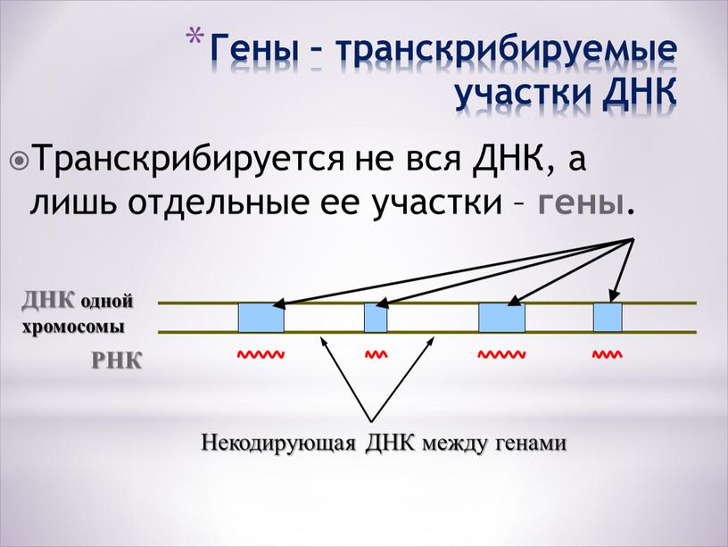 Гены – транскрибируемые участки