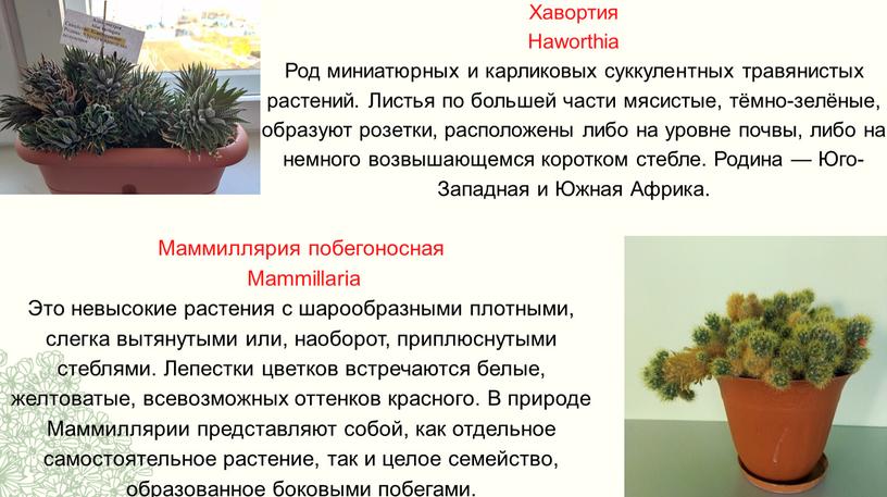 Хавортия Haworthia Род миниатюрных и карликовых суккулентных травянистых растений