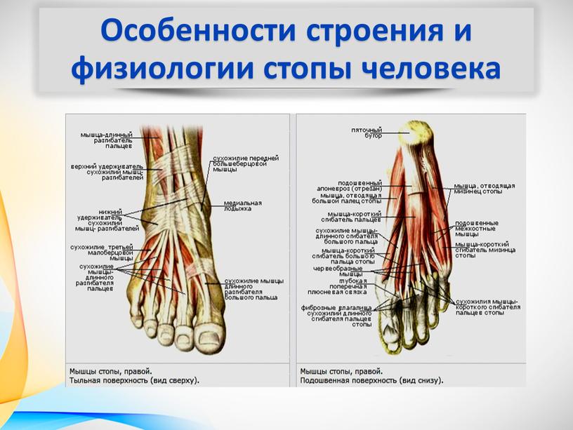 Особенности строения и физиологии стопы человека