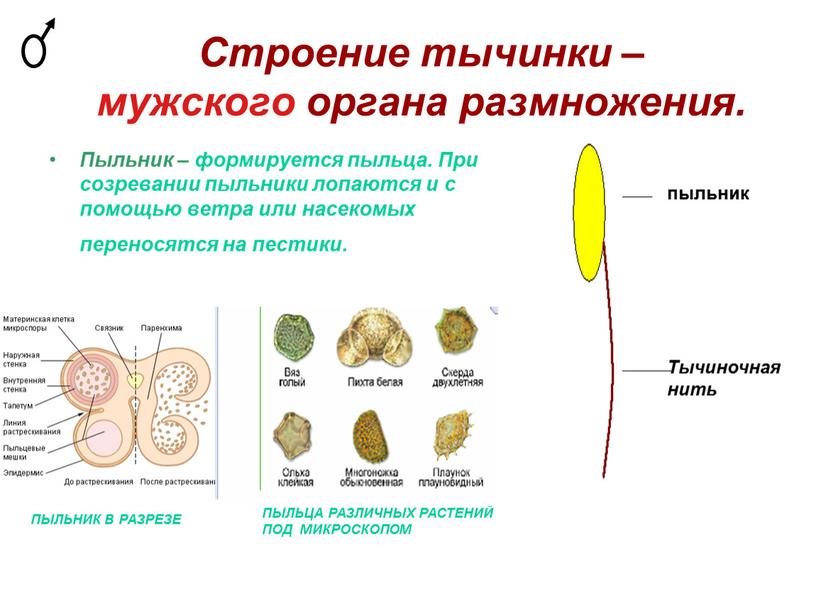 Строение тычинки – мужского органа размножения