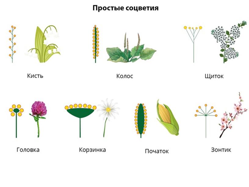 Соцветия, 6 класс, биология