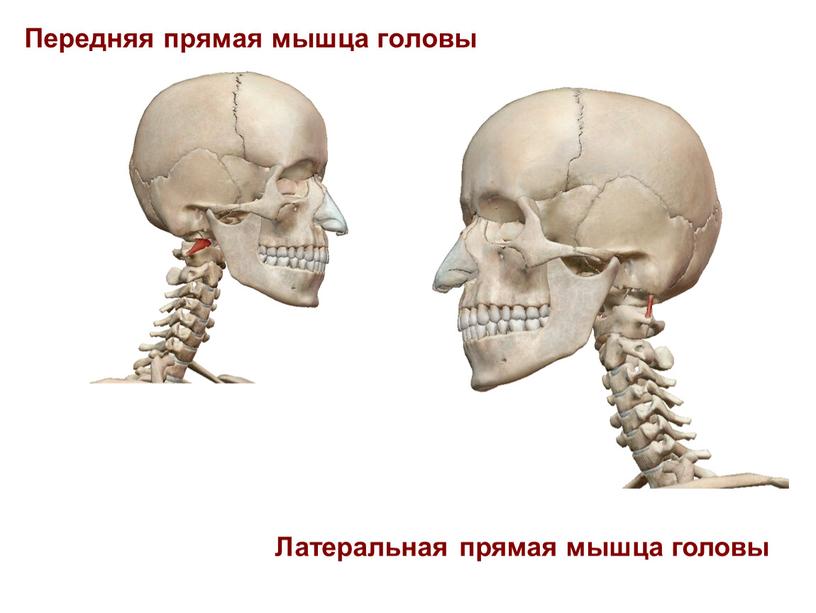 Передняя прямая мышца головы Латеральная прямая мышца головы