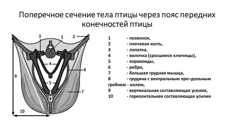 Поперечное сечение тела птицы через пояс передних конечностей птицы 1 - позвонок, 2 - плечевая кость, 3 - лопатка, 4 - вилочка (сросшиеся ключицы), 5…