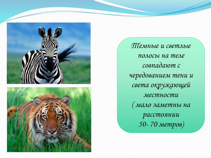 Темные и светлые полосы на теле совпадают с чередованием тени и света окружающей местности ( мало заметны на расстоянии 50- 70 метров)