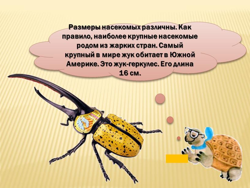 Размеры насекомых различны. Как правило, наиболее крупные насекомые родом из жарких стран