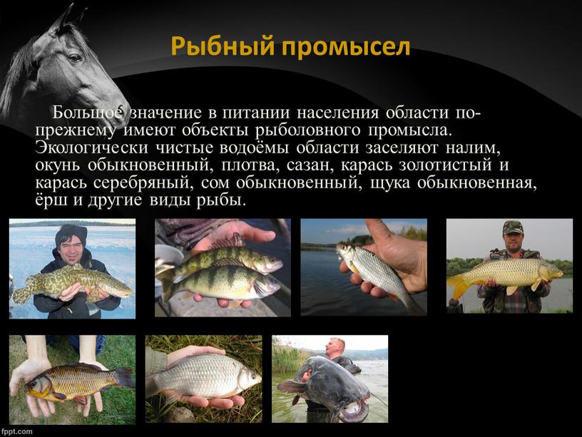Рыбный промысел Большое значение в питании населения области по-прежнему имеют объекты рыболовного промысла