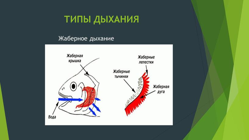 ТИПЫ ДЫХАНИЯ Жаберное дыхание