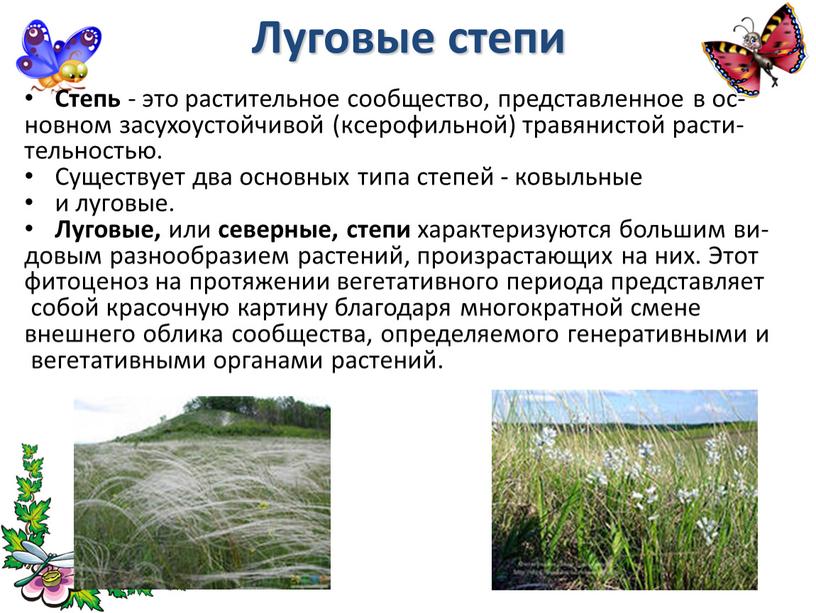 Луговые степи Степь - это растительное сообщество, представленное в ос- новном засухоустойчивой (ксерофильной) травянистой расти- тельностью