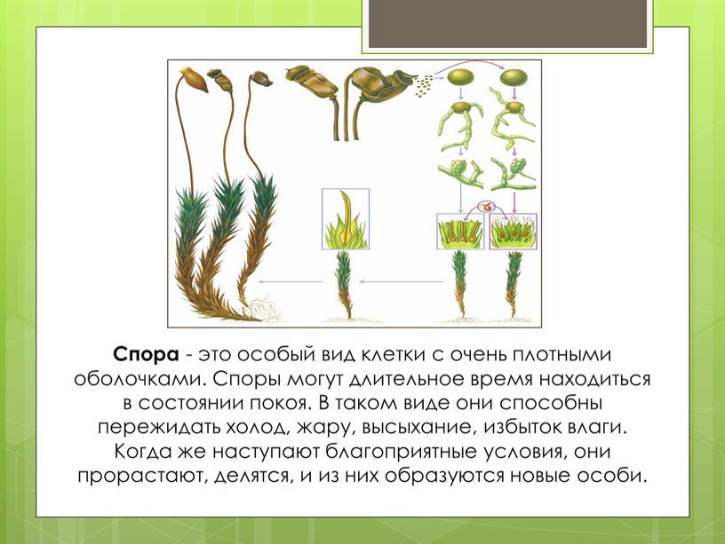 Спора - это особый вид клетки с очень плотными оболочками