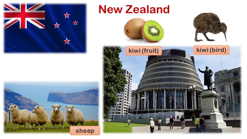 New Zealand sheep kiwi (fruit) kiwi (bird)