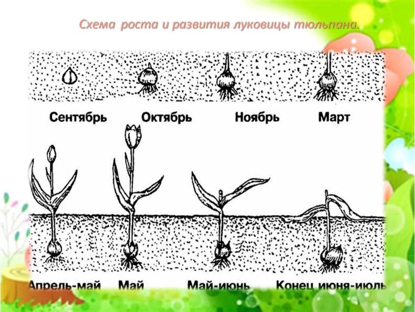 Презентация  " Луковичные"