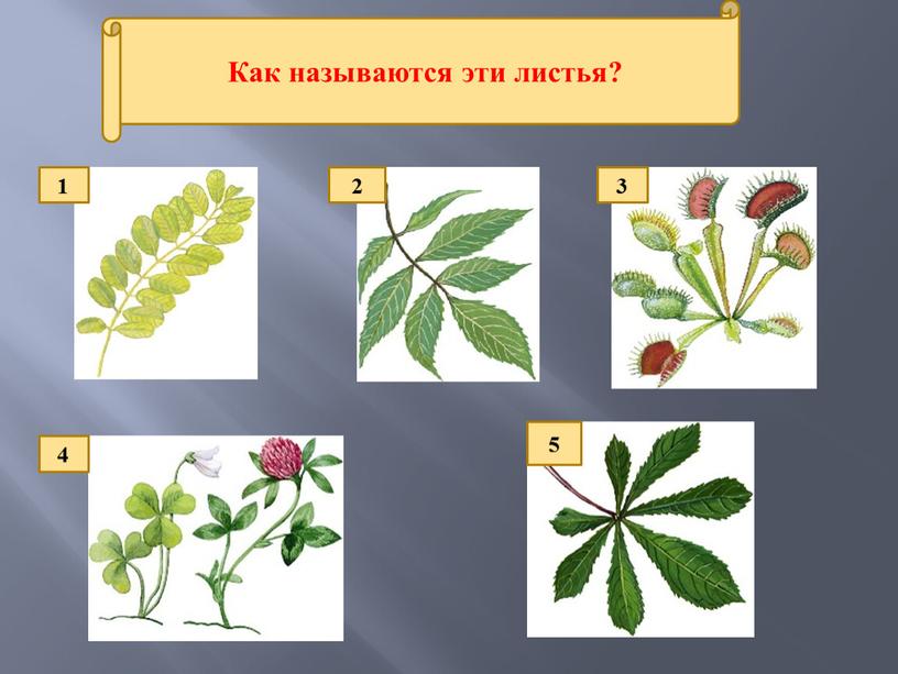 Как называются эти листья? 1 2 3 5 4