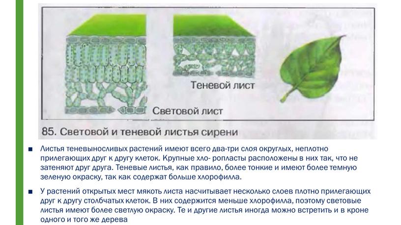 Листья теневыносливых растений имеют всего два-три слоя округлых, неплотно прилегающих друг к другу клеток