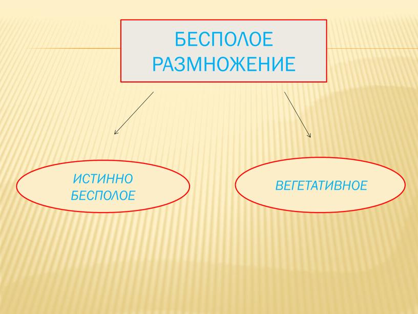 ИСТИННО БЕСПОЛОЕ ВЕГЕТАТИВНОЕ