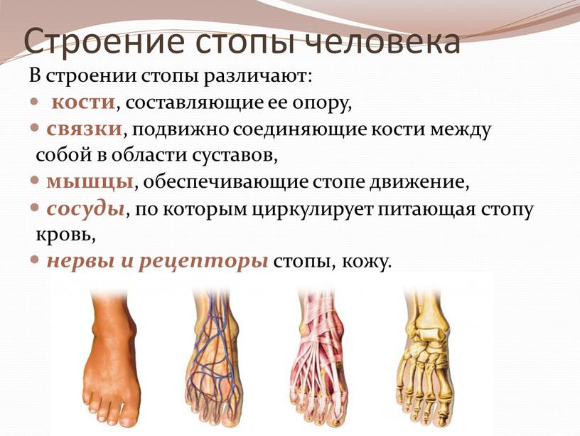 Строение стопы человека В строении стопы различают: кости , составляющие ее опору, связки , подвижно соединяющие кости между собой в области суставов, мышцы , обеспечивающие…