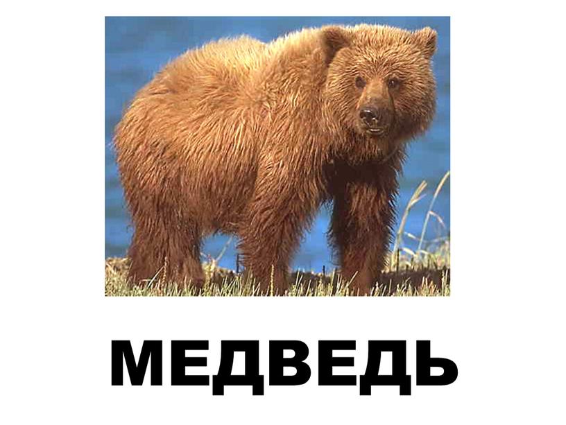 МЕДВЕДЬ