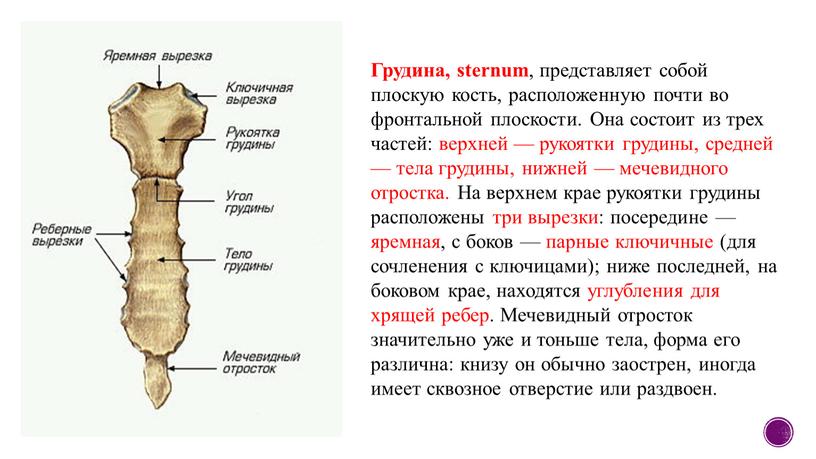 Грудина, sternum , представляет собой плоскую кость, расположенную почти во фронтальной плоскости