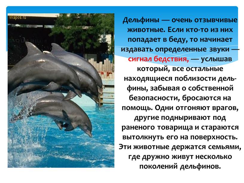 Дель­фины — очень отзывчивые животные
