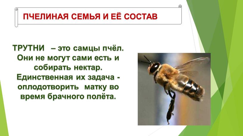 ПЧЕЛИНАЯ СЕМЬЯ И ЕЁ СОСТАВ ТРУТНИ – это самцы пчёл