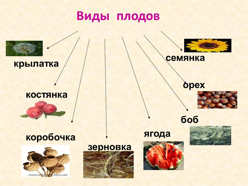 Виды плодов костянка семянка коробочка орех крылатка зерновка боб ягода