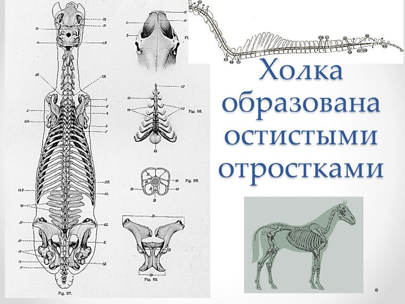 Холка образована остистыми отростками