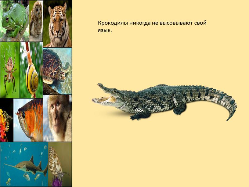 Крокодилы никогда не высовывают свой язык
