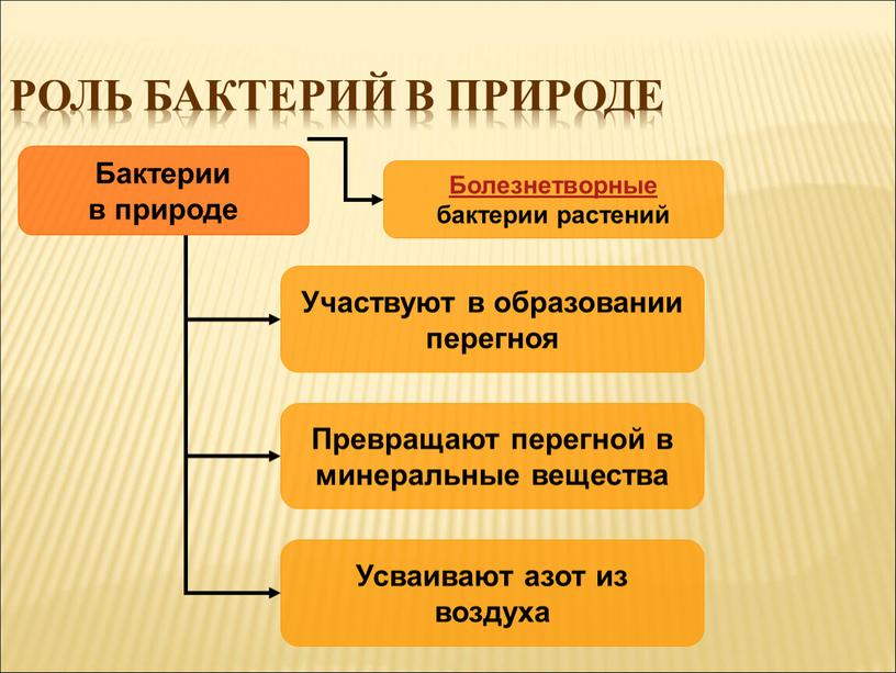 Роль бактерий в природе Бактерии в природе