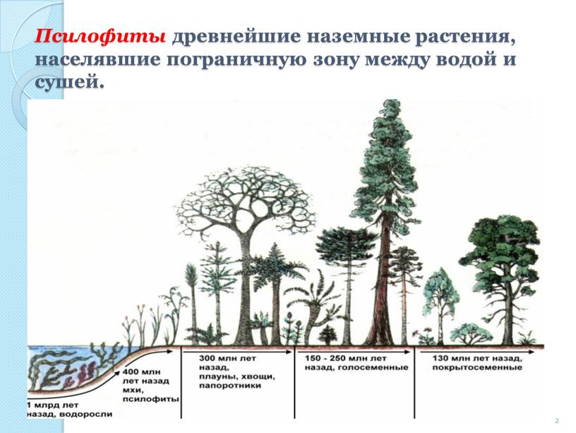 Псилофиты древнейшие наземные растения, населявшие пограничную зону между водой и сушей