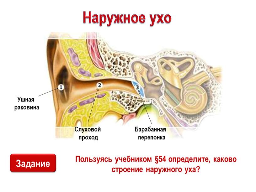 Наружное ухо Пользуясь учебником §54 определите, каково строение наружного уха?