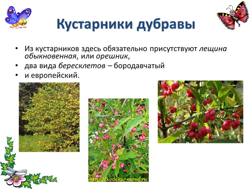 Кустарники дубравы Из кустарников здесь обязательно присутствуют лещина обыкновенная , или орешник , два вида бересклетов – бородавчатый и европейский