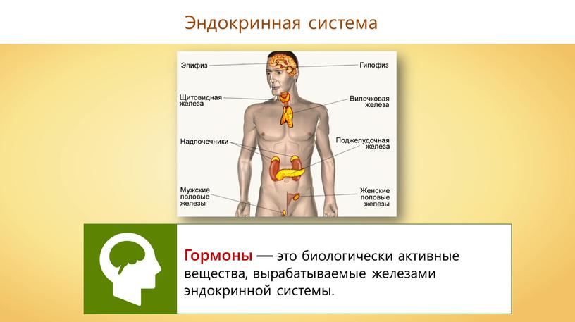 Эндокринная система Гормоны — это биологически активные вещества, вырабатываемые железами эндокринной системы