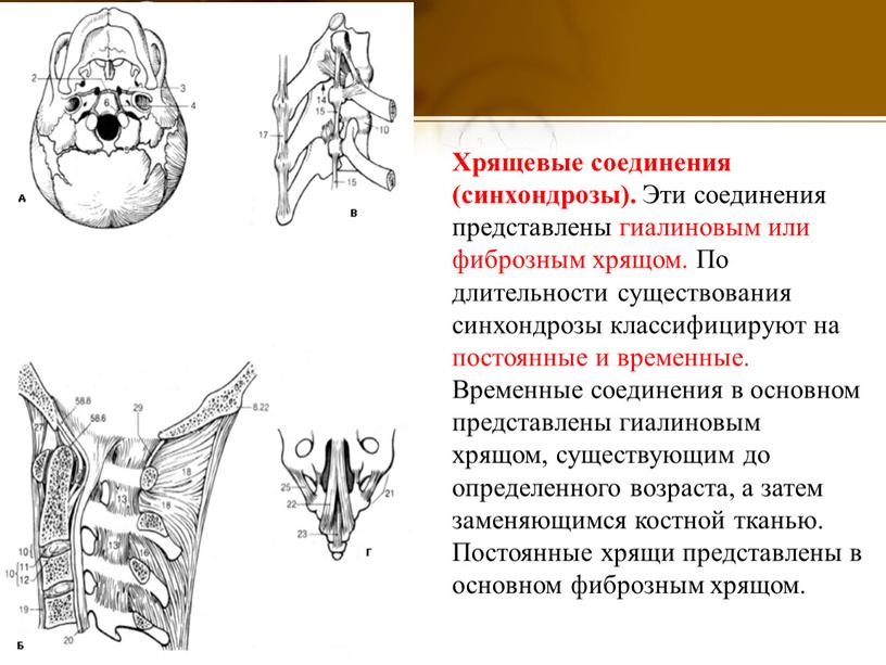 Хрящевые соединения (синхондрозы)