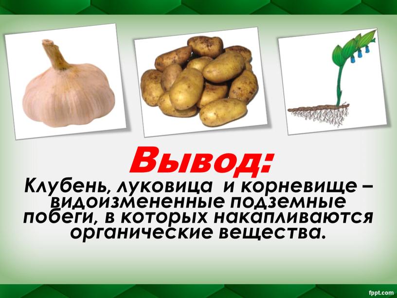 Вывод: Клубень, луковица и корневище – видоизмененные подземные побеги, в которых накапливаются органические вещества