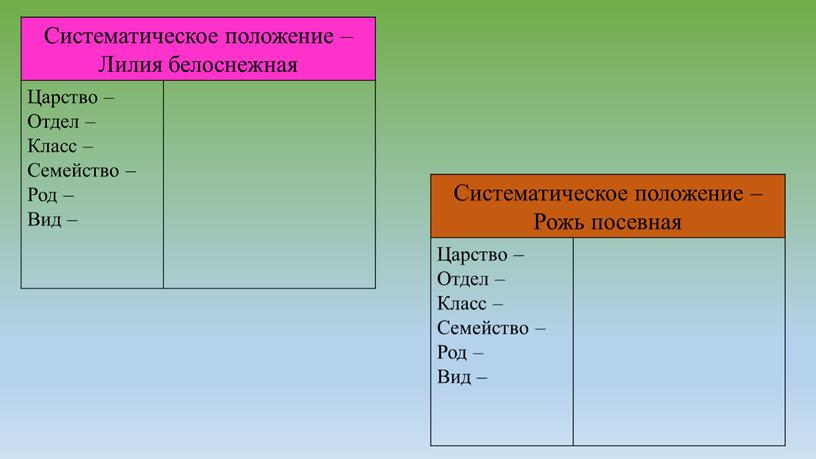 Систематическое положение – Лилия белоснежная