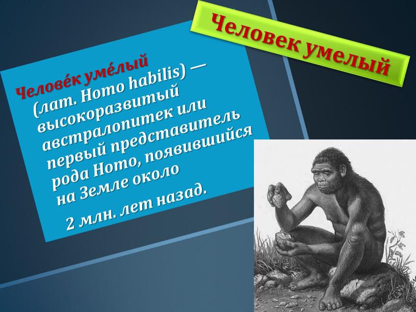 Челове́к уме́лый (лат. Homo habilis) — высокоразвитый австралопитек или первый представитель рода