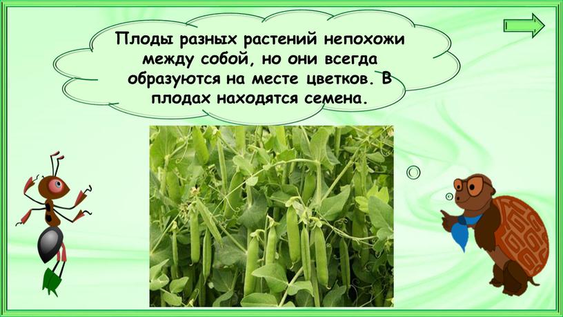 Плоды разных растений непохожи между собой, но они всегда образуются на месте цветков